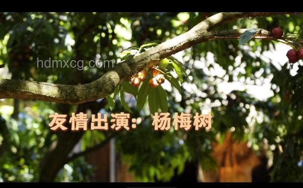 《长安的荔枝》中，运送整棵荔枝树可行性解析